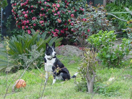 Appartamenti per cani Napoli