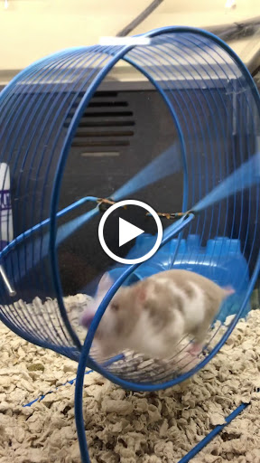 Pet Supply Store «PetSmart», reviews and photos, 3401 Erie Blvd E, Syracuse, NY 13214, USA