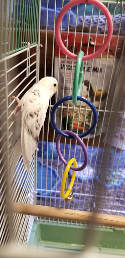 Pet Store «Critter Pet Shop», reviews and photos, 19309 Ecorse Rd, Allen Park, MI 48101, USA