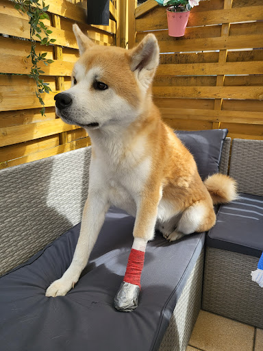Dipl.Med.Vet. Bärbel Czetö unter Eisleben, 
