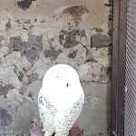 Photo n° 12 de l'avis de David.o fait le 19/08/2018 à 11:02 pour La Volerie des Aigles à Kintzheim