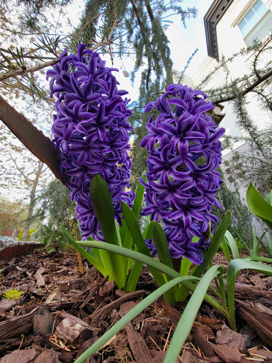 Park «Crispus Attucks Park», reviews and photos, 23 U St NW, Washington, DC 20001, USA
