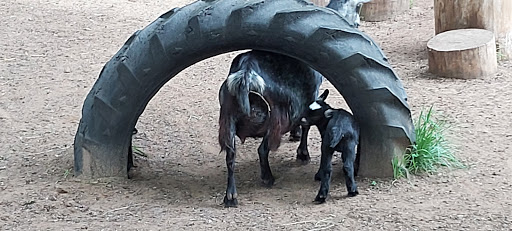 Zoo «Wilderness Trails Zoo», reviews and photos, 11721 Gera Rd, Birch Run, MI 48415, USA