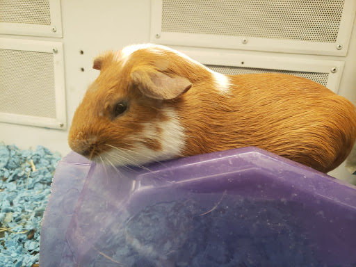 Pet Supply Store «Petco Animal Supplies», reviews and photos, 4840 N Pulaski Rd #100, Chicago, IL 60630, USA