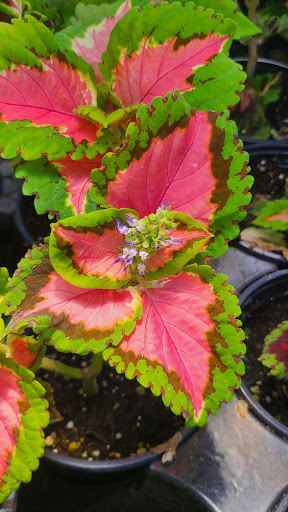 Produce Market «Miller Farms», reviews and photos, 10140 Piscataway Rd, Clinton, MD 20735, USA