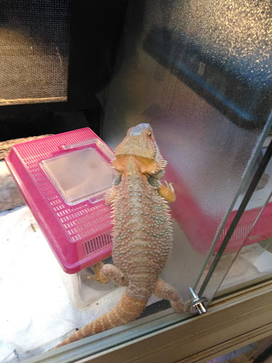 Pet Store «Fish Bowl», reviews and photos, 2117 E Race Ave, Searcy, AR 72143, USA