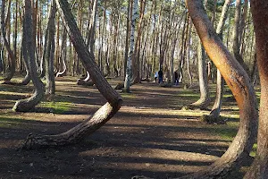 Crooked Forest in Poland image