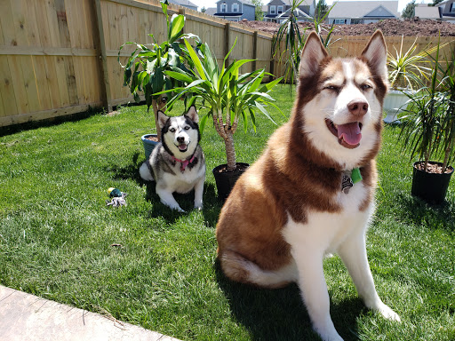 Pet Supply Store «PetSmart», reviews and photos, 3042 W Ridge Rd, Greece, NY 14626, USA