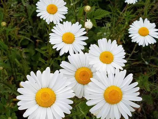 Park «Tualatin Hills Nature Park», reviews and photos, 15655 SW Millikan Way, Beaverton, OR 97006, USA