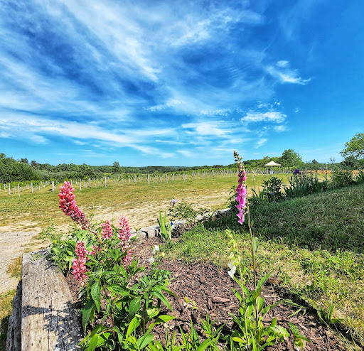 Winery «Walloon Lake Winery», reviews and photos, 3149 Intertown Rd, Petoskey, MI 49770, USA