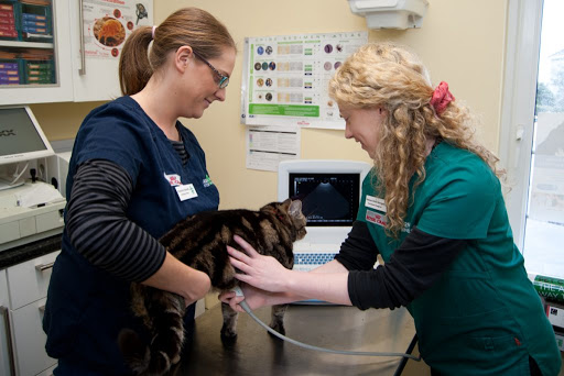 Acorn Veterinary Clinic - Mallow