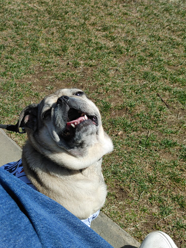 Park «Larchmont Manor Park», reviews and photos, 108 Park Ave, Larchmont, NY 10538, USA