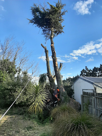 Tree Engineers NZ