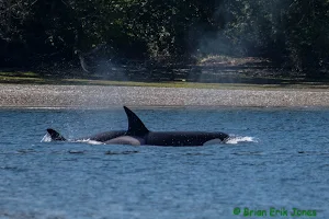 Orcas Enchanted image