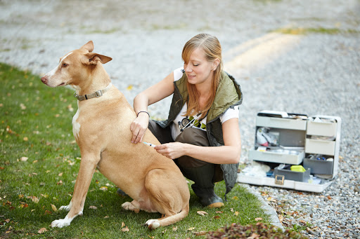 Die Alternative Tierarztpraxis Sandra Klimm unter Zusmarshausen, Bayern