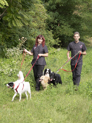 Pensioni per cani e dog hotel a ElysDog - Asilo per Cani