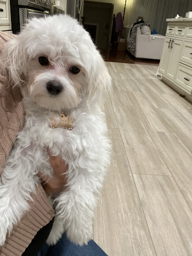 Pet Store «The Puppy Store», reviews and photos, 1163 Merrick Ave, Merrick, NY 11566, USA