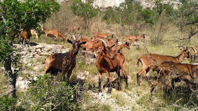 GAEC Chevre d'Altou à Vissec