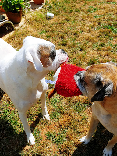 Pet Supply Store «PetSmart», reviews and photos, 139 Rolling Hills Cir, Easley, SC 29640, USA