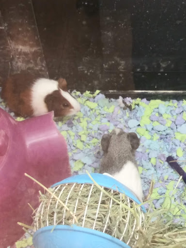 Pet Supply Store «PetSmart», reviews and photos, 150 Lincoln Square, Arlington, TX 76011, USA