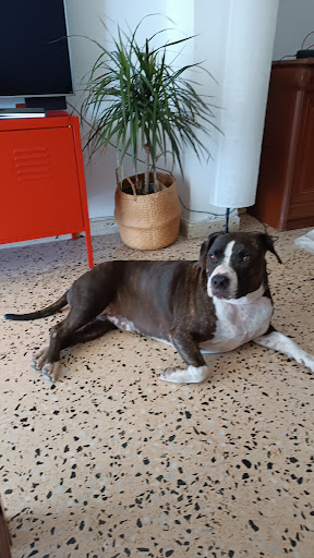 Clínica Veterinaria Lladruc en Valencia