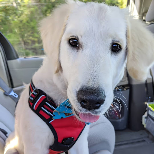 Pet Groomer «ITIG Happy Dog Wash», reviews and photos, 6465 S Chickasaw Trail, Orlando, FL 32829, USA