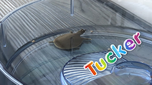 Tropical Fish Store «Delta Pet Center LLC», reviews and photos, 1370 Corporate Square Blvd, Slidell, LA 70458, USA