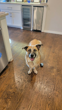 Pampered Pups Dog Sitting - Photo 8 - Car repair in Dallas, TX, Dallas