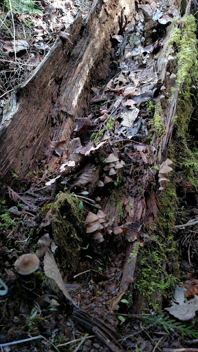 Forestry Service «Hopkins Demonstration Forest», reviews and photos, 16750 S Brockway Rd, Oregon City, OR 97045, USA