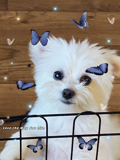 Pet Supply Store «Petco Animal Supplies», reviews and photos, 2365 NW Kings Blvd, Corvallis, OR 97330, USA