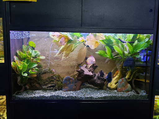 Tropical Fish Store «Pisces Reef Fish Emporium, LLC», reviews and photos, 9326 W Sahara Ave, Las Vegas, NV 89117, USA