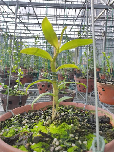 Vườn lan nguyễn đình tuyển