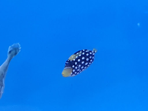 Tropical Fish Store «Optimum Aquarium», reviews and photos, 840 Ernest W Barrett Pkwy NW #700, Kennesaw, GA 30144, USA