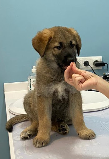 Centro Veterinario Espronceda en Madrid