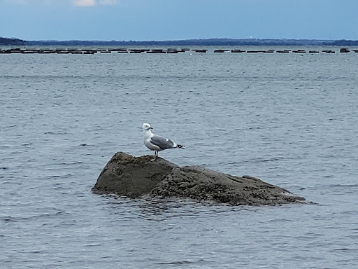 Nature Preserve «John H. Chafee Nature Preserve», reviews and photos, Boston Neck Rd, North Kingstown, RI 02852, USA