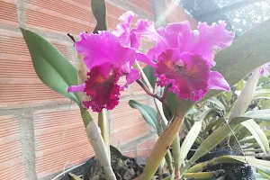 Orquídeal Yonanpris image