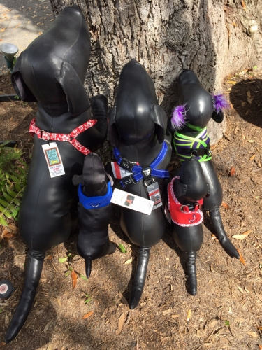 Pet Store «Island Dog», reviews and photos, 410 Mallery St, Saint Simons Island, GA 31522, USA