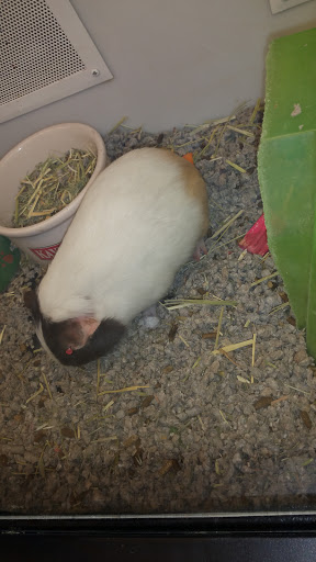 Pet Supply Store «Petco Animal Supplies», reviews and photos, 4411 16th St, Moline, IL 61265, USA