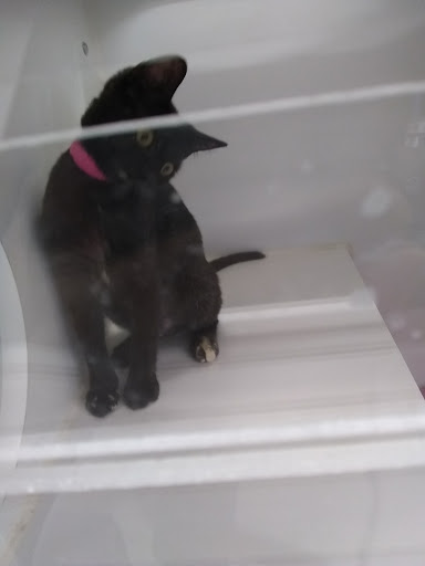 Pet Supply Store «Pet Supplies Plus», reviews and photos, 3701 S Orlando Dr, Sanford, FL 32773, USA