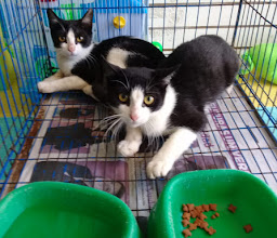 Cachorros Veterinaria photo