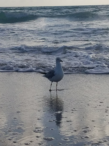 Shopping Mall «Oceanwalk Mall», reviews and photos, 101 N Ocean Dr, Hollywood, FL 33019, USA