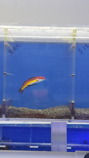 Aquarium «VIP Reef Aquarium», reviews and photos, 16300 SW 137th Ave #121, Miami, FL 33177, USA