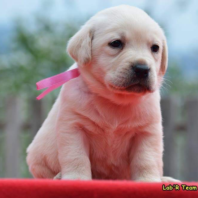 Labrador Retriever Turkey