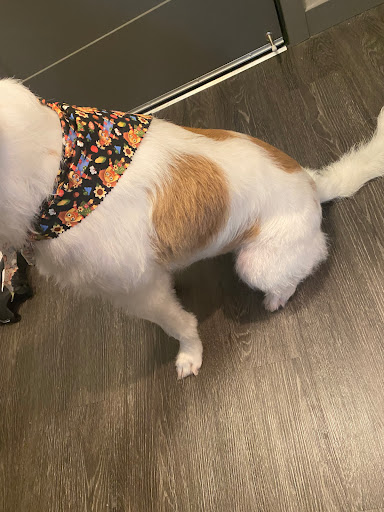 Pet Supply Store «Pet Evolution - Pet Food | Dog Wash | Grooming», reviews and photos, 429 Commerce Dr, Woodbury, MN 55125, USA