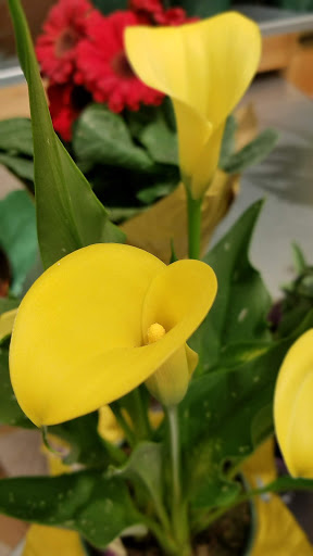 Supermarket «Publix Super Market at Magnolia Plaza», reviews and photos, 2419 Thomas Dr, Panama City, FL 32408, USA