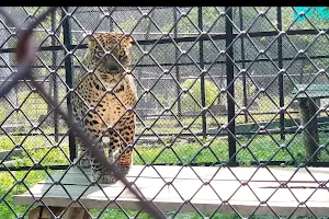 cheetah view image
