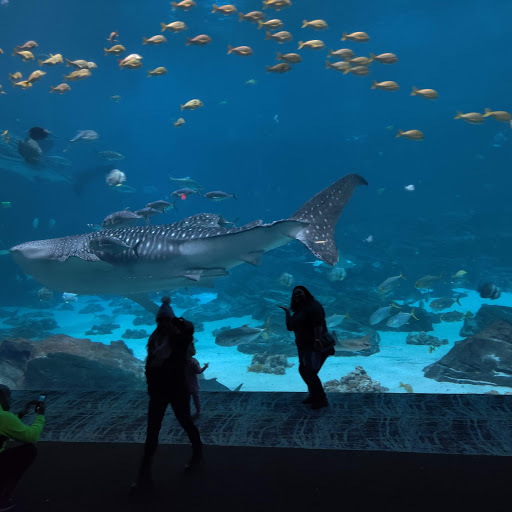 Aquarium «Georgia Aquarium», reviews and photos, 225 Baker St NW, Atlanta, GA 30313, USA