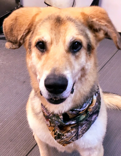 Pet Groomer «A Klassy Lassie, LLC», reviews and photos, 30 Old Jackson Rd, McDonough, GA 30252, USA