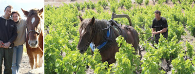 Domaine Victor à Maury