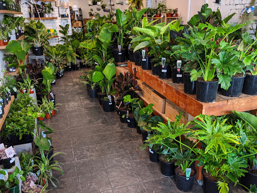 Greener House | Indoor Plant Nursery